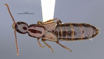 Media type: image;   Entomology 305327 Aspect: habitus dorsal view